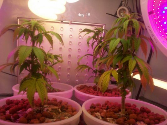 new led/cfl grow-growing green