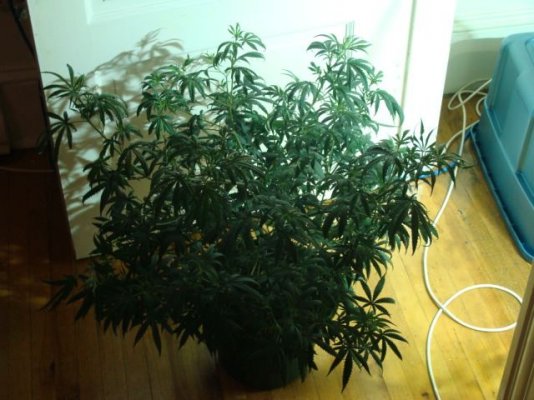first look at my home brew strain ..CLUSTER \\\fuck