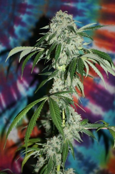 OGK (fire)  x Blue Moonshine