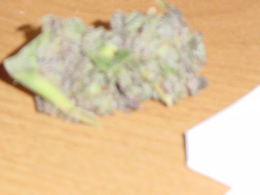 purprs double grape 006.JPG