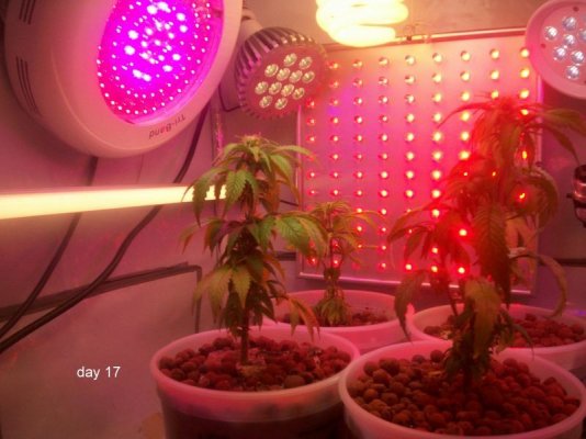 new led/cfl grow-growing green