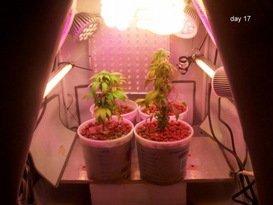new led/cfl grow-growing green