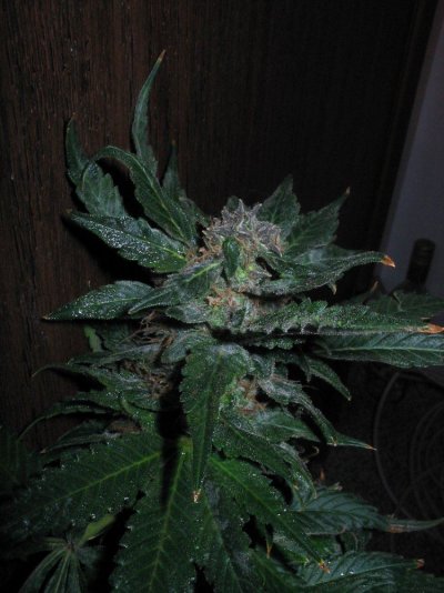 Bluebomber first run harvest 015.jpg