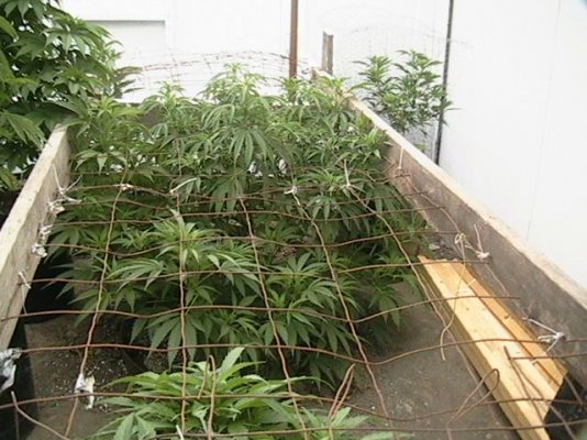 outdoor scrog