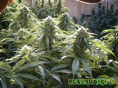 outdoor scrog