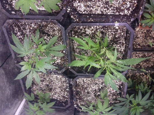 Garlic cookies GSC xChem DD project