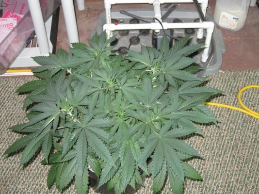 Goin organic in the Dog house. Sour Pebs, GT, SLAD and Star Fighter