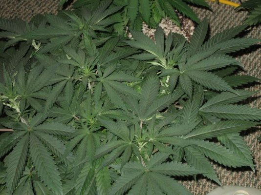 Goin organic in the Dog house. Sour Pebs, GT, SLAD and Star Fighter