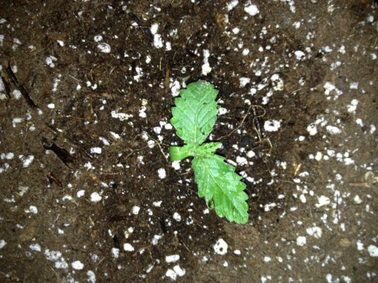 Numbnutts new grow. STOP ON IN. ALL WELCOME