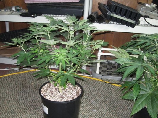 Goin organic in the Dog house. Sour Pebs, GT, SLAD and Star Fighter