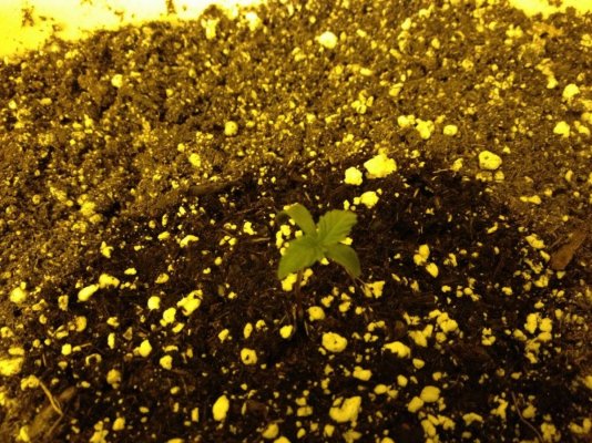 Numbnutts new grow. STOP ON IN. ALL WELCOME