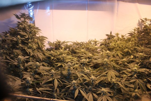 Strawberry Diesel, White, Cheese, Apollo 13, and Head Band @ 3 weeks