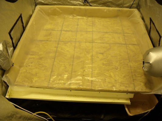 H8's 2013 Tent Grow