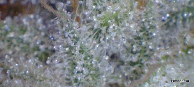 DawgPoo macros