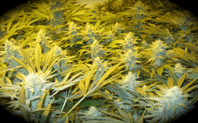 Meeks' 2013 Dapper Grow Log
