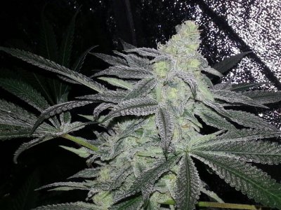 Lemon Alien Dawg Hermie Prone