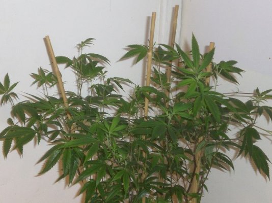 veg+bloom, 1 part powder in socal tap