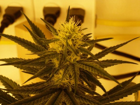 Lemon Alien Dawg Hermie Prone