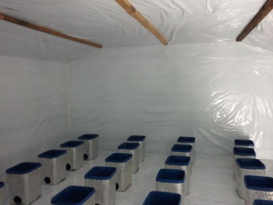 8-1000w-light-hydroponic-current-culture-undercurrent-grow-room-grow-room-build-first-time-gro-8.jpg