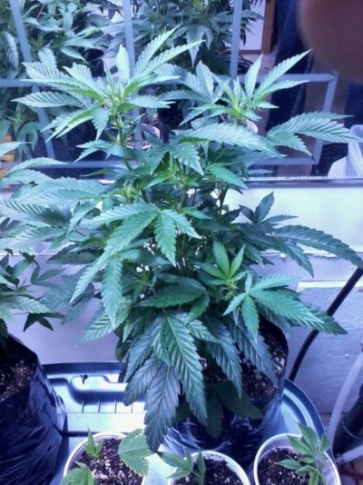 BC Bud Depot - Girl Scout Cookies