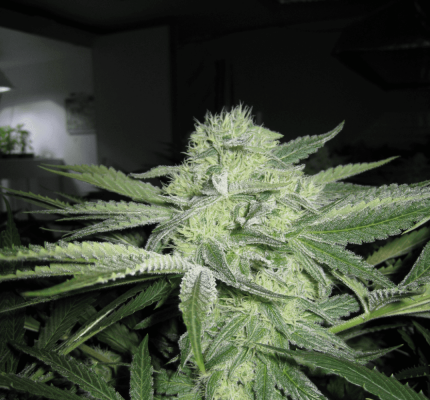Meeks' 2013 Dapper Grow Log