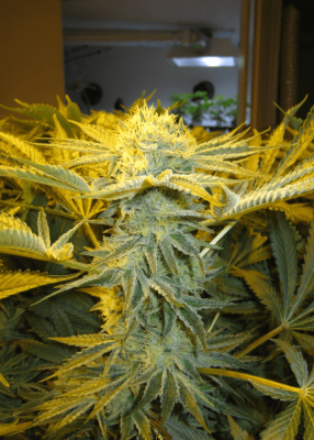 Meeks' 2013 Dapper Grow Log