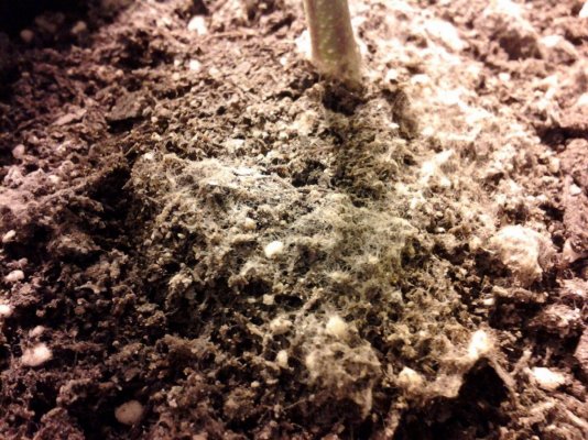 Gummi & Or - G / Flood & Drain / Soil