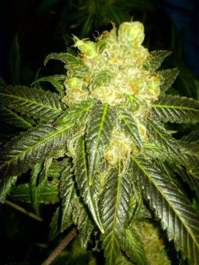 Bluz Garden "Tahoe Alien" & "Derail" pre-Harvest Pics