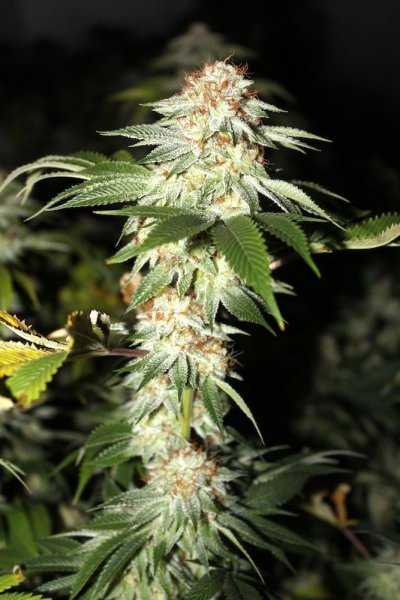 white and white hybrids