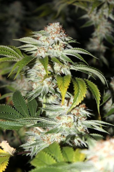 white and white hybrids