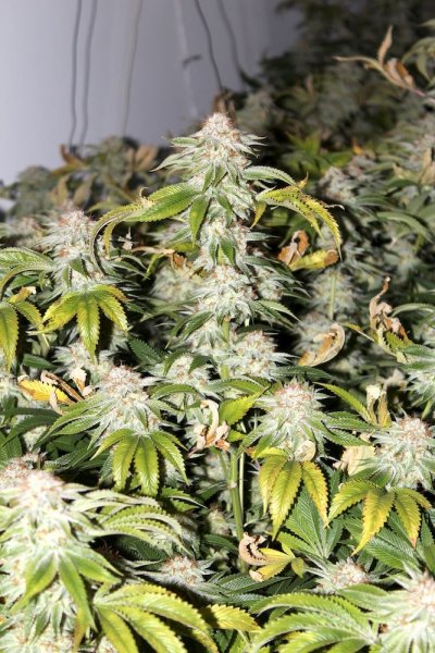 white and white hybrids