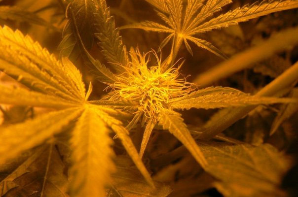 Smokin chronic @ PICNICS! with Jeezer :)