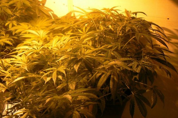 Smokin chronic @ PICNICS! with Jeezer :)