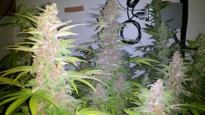 East Coast Royal Diesel