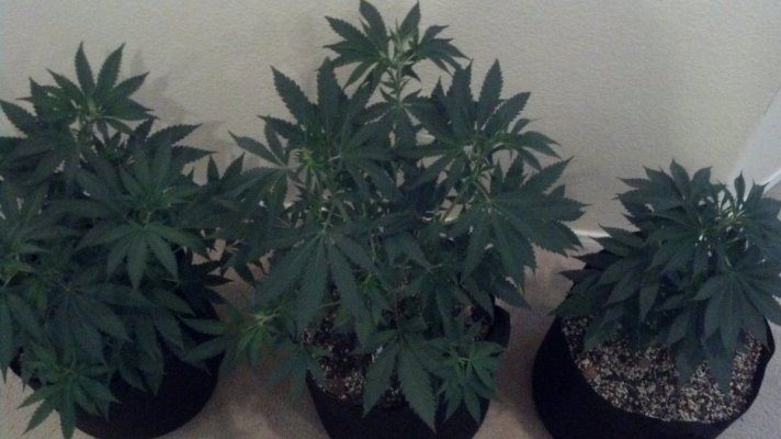 Lungcandy1xsweettooth4.