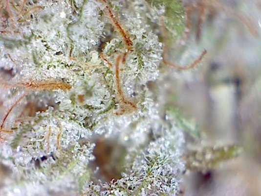 washington greenthumbs