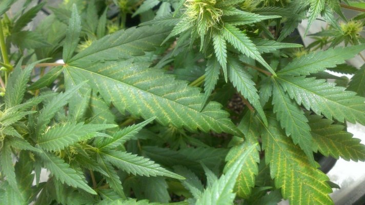 identifying problems with leaf discoloration.