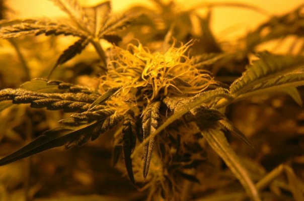 Smokin chronic @ PICNICS! with Jeezer :)