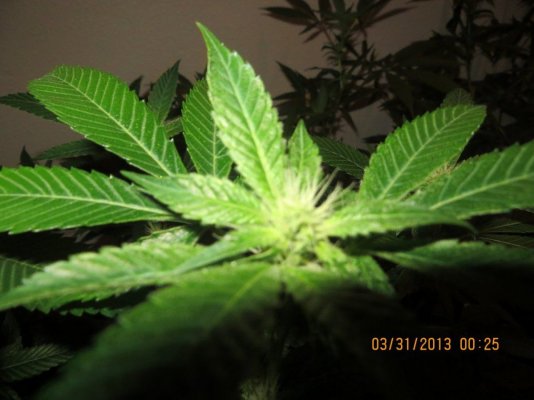 4000w Tahoe and Larry OG in 2 gal coco buckets.  Joonies grower pension room