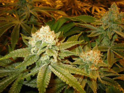 Meeks' 2013 Dapper Grow Log