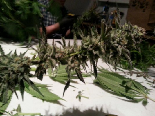 My First Lemon Alien Dawg (L.A.D.) Run....Pics & Test Results