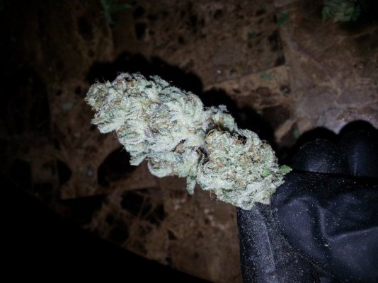 My First Lemon Alien Dawg (L.A.D.) Run....Pics & Test Results