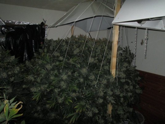 Non Hydro Trees.