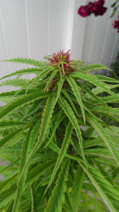 Wildfire og 4 site 600w no c02