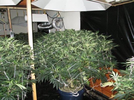 Non Hydro Trees.