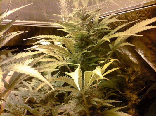 Gummi & Or - G / Flood & Drain / Soil