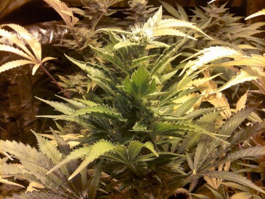 Gummi & Or - G / Flood & Drain / Soil