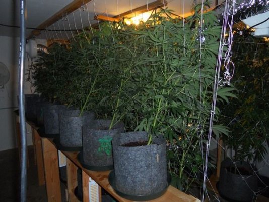 barebulb hedge growing and lanky strains
