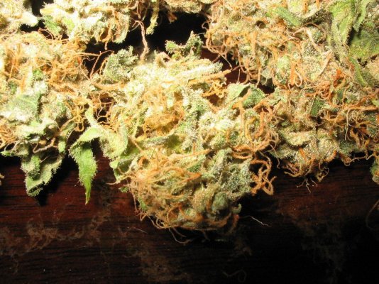 Bluebo,ber black licorish pheno 005.jpg