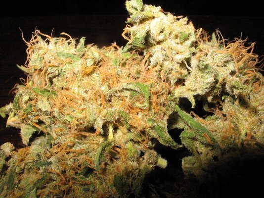 Bluebo,ber black licorish pheno 004.jpg